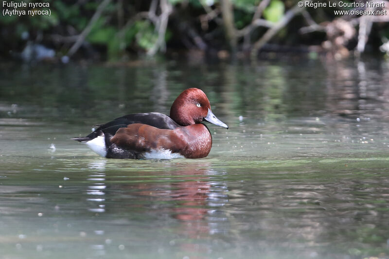 Ferruginous Duck