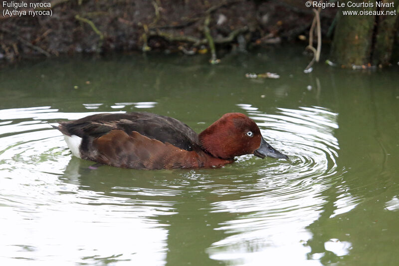 Ferruginous Duck