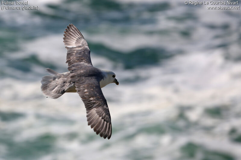 Northern Fulmar