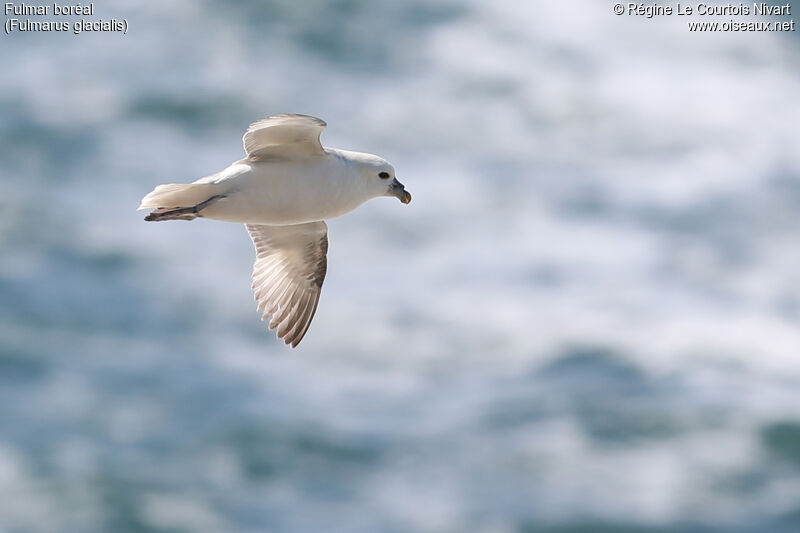 Northern Fulmar