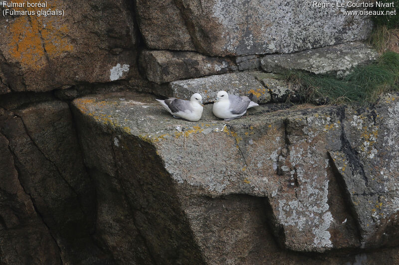 Northern Fulmar