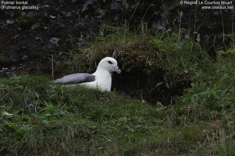 Fulmar boréal