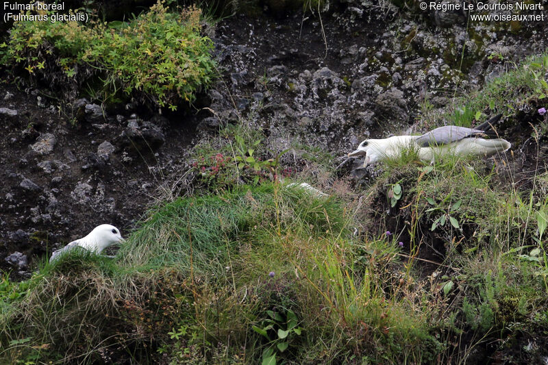 Northern Fulmar