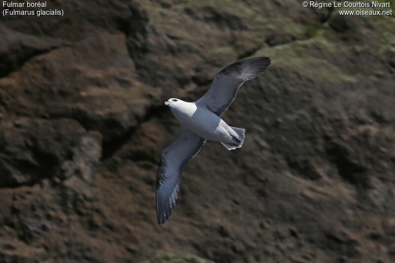 Fulmar boréal