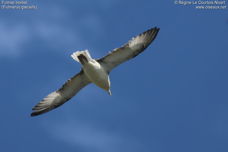 Northern Fulmar