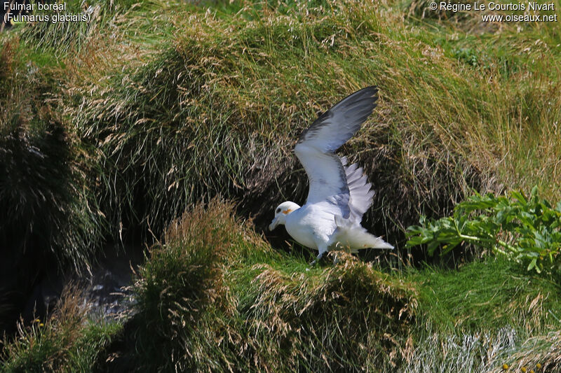 Fulmar boréal