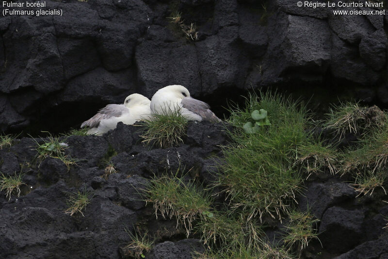 Fulmar boréal