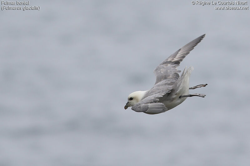 Fulmar boréal