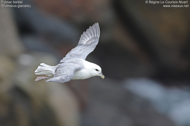 Northern Fulmar