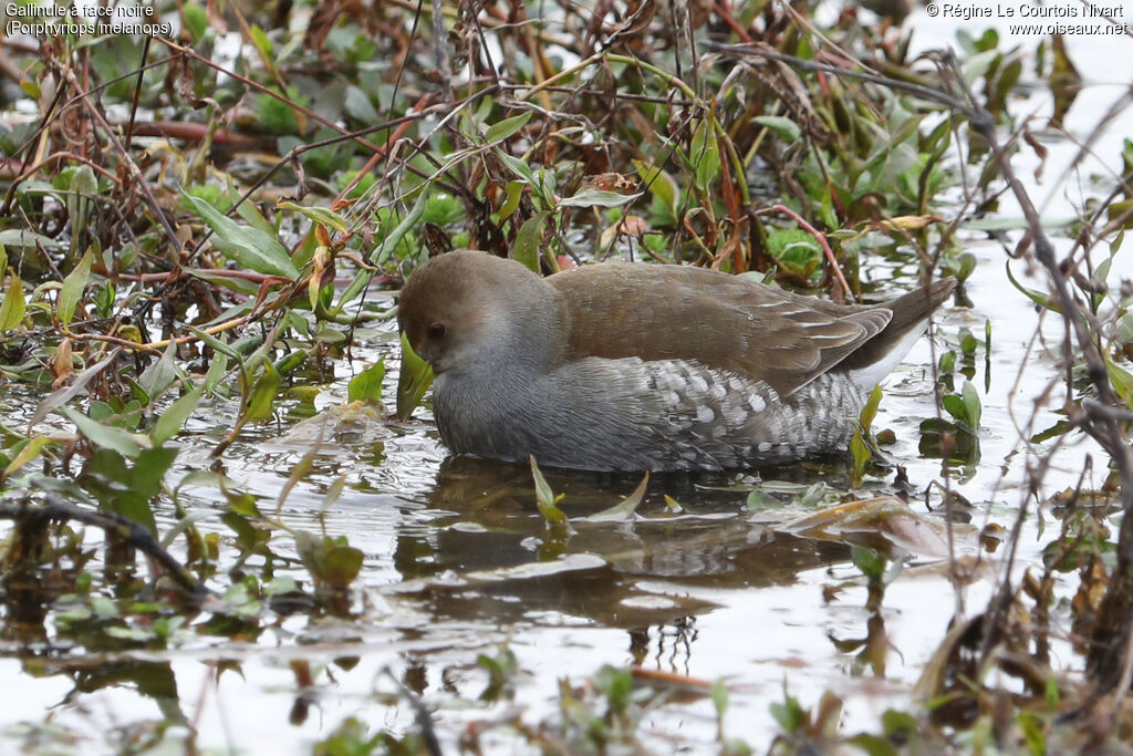 Spot-flanked Gallinule