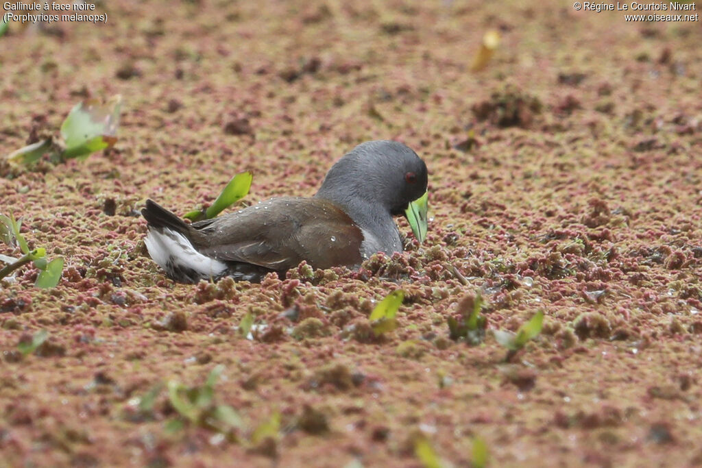 Gallinule à face noire