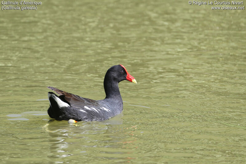 Common Gallinule