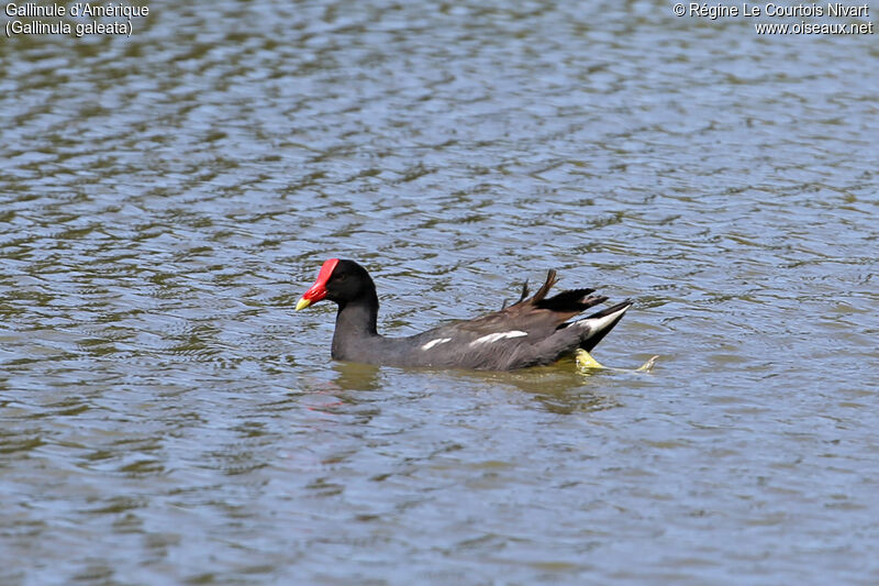 Gallinule d'Amérique