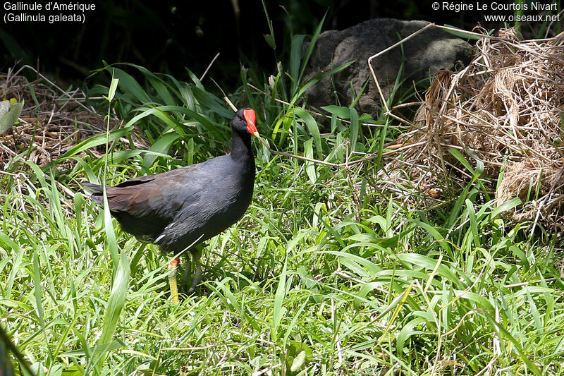 Gallinule d'Amérique