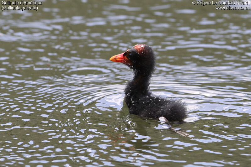 Common GallinulePoussin