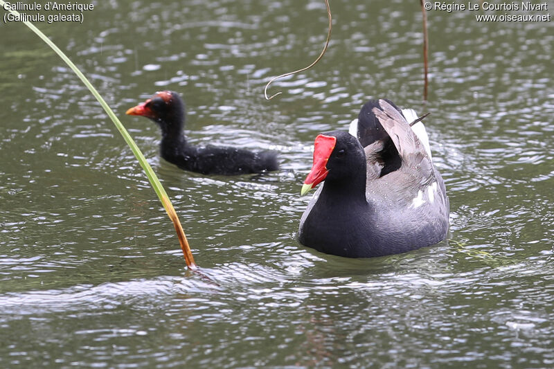 Common Gallinule