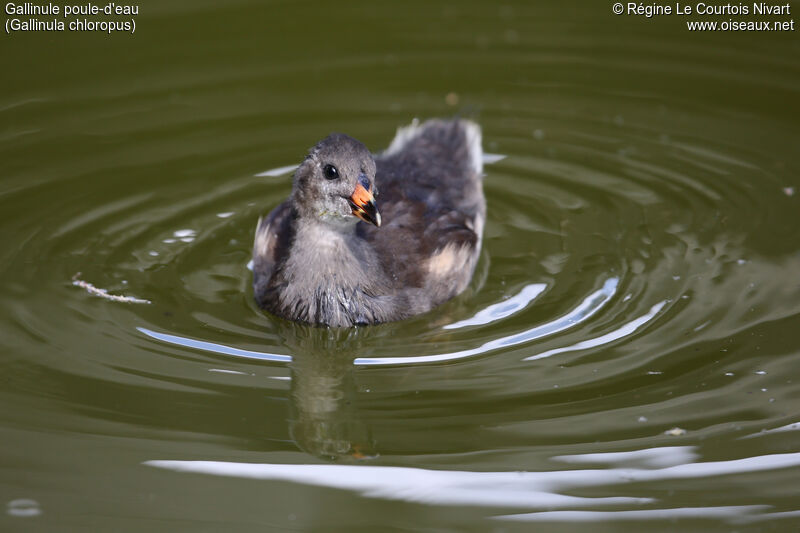 Gallinule poule-d'eau