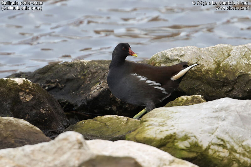 Gallinule poule-d'eau