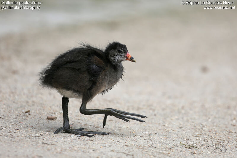 Gallinule poule-d'eau