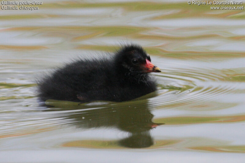 Gallinule poule-d'eaujuvénile