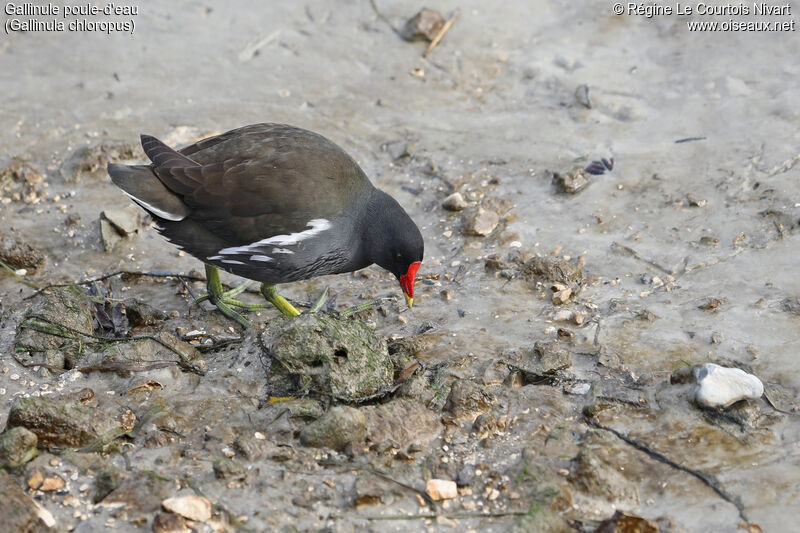 Gallinule poule-d'eau