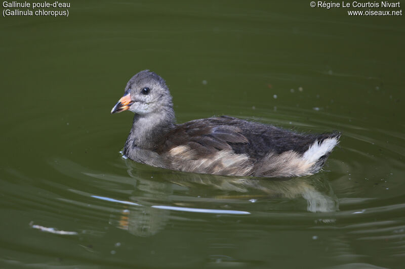 Gallinule poule-d'eaujuvénile