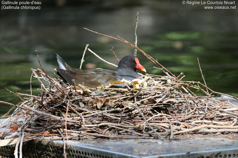 Gallinule poule-d'eauadulte, Nidification