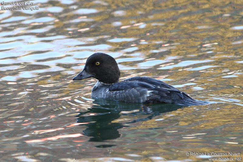 Common Goldeneye