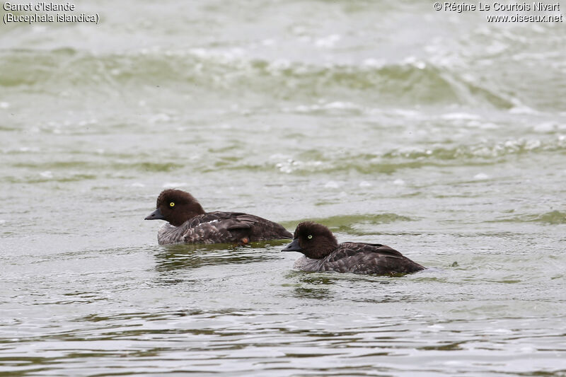 Barrow's Goldeneye