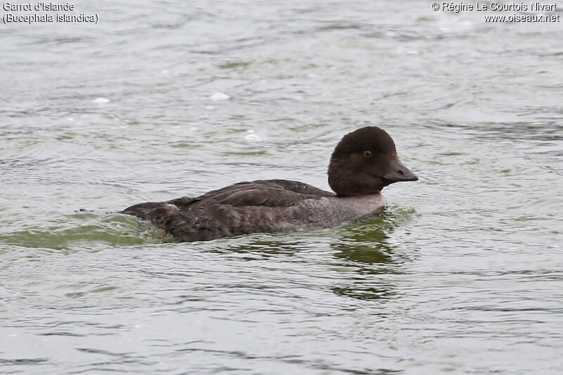 Barrow's Goldeneye