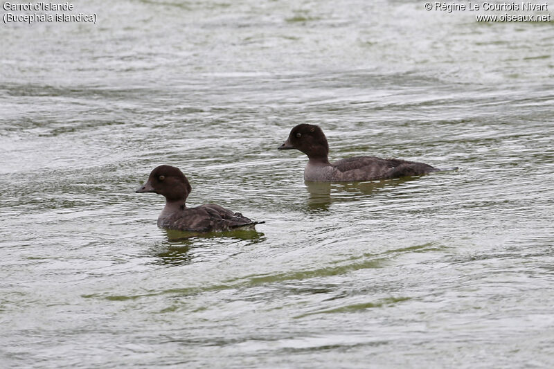 Barrow's Goldeneye