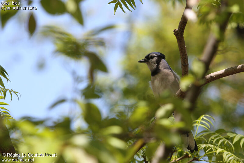 Blue Jay