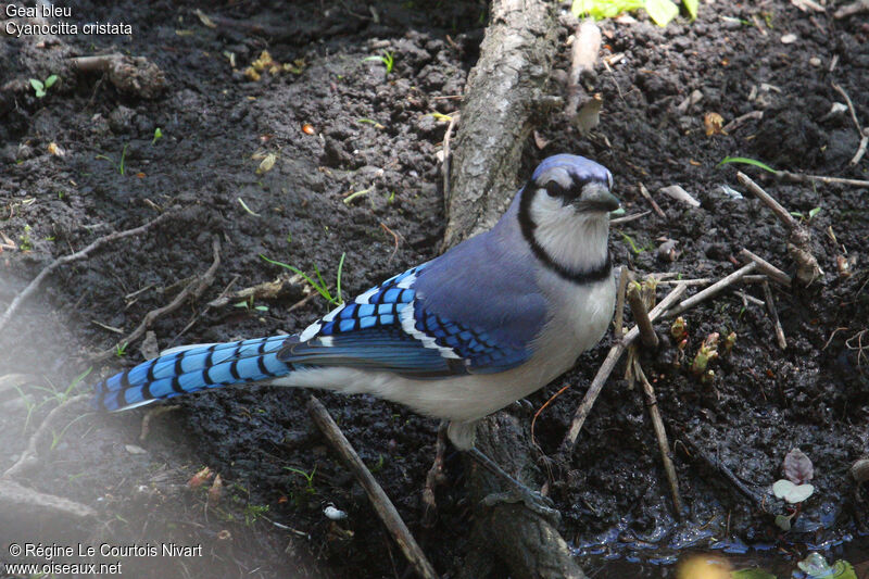 Blue Jay