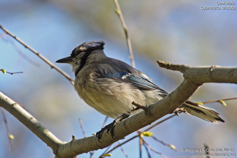 Blue Jay