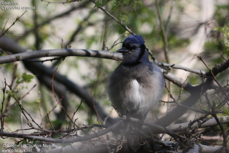 Blue Jay