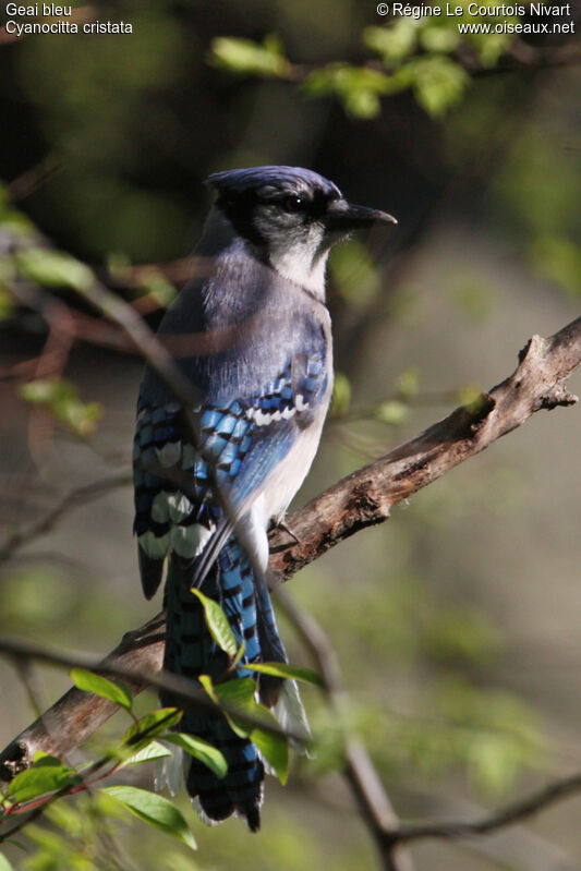 Blue Jay