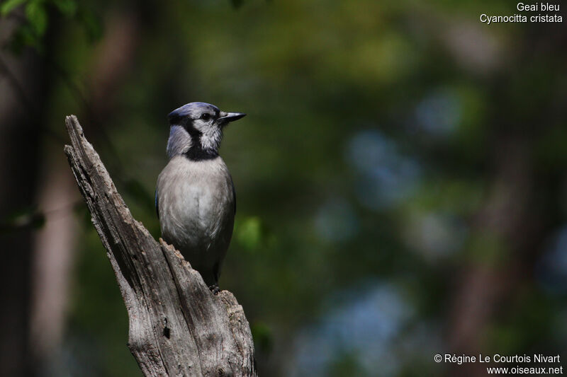 Blue Jay