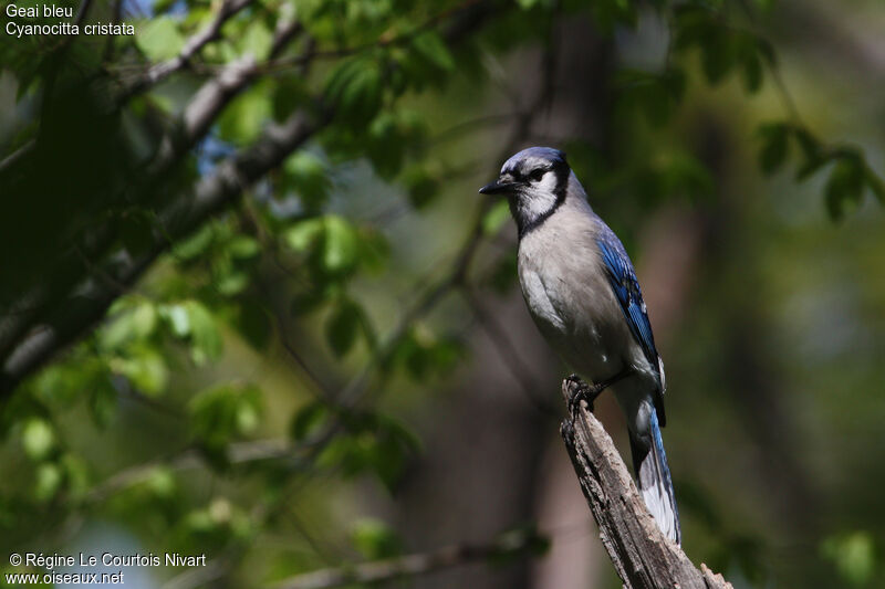 Blue Jay