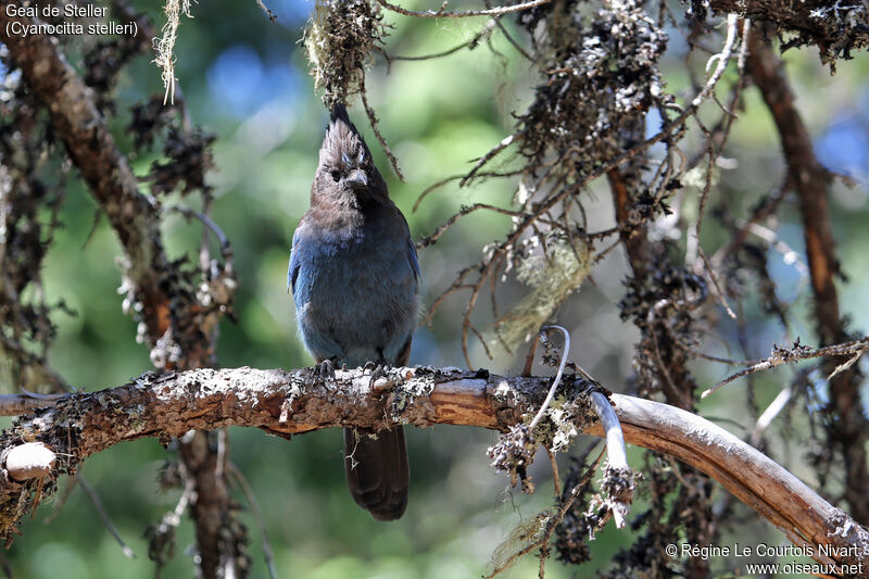 Steller's Jay