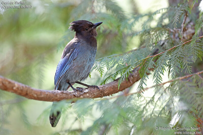 Steller's Jay