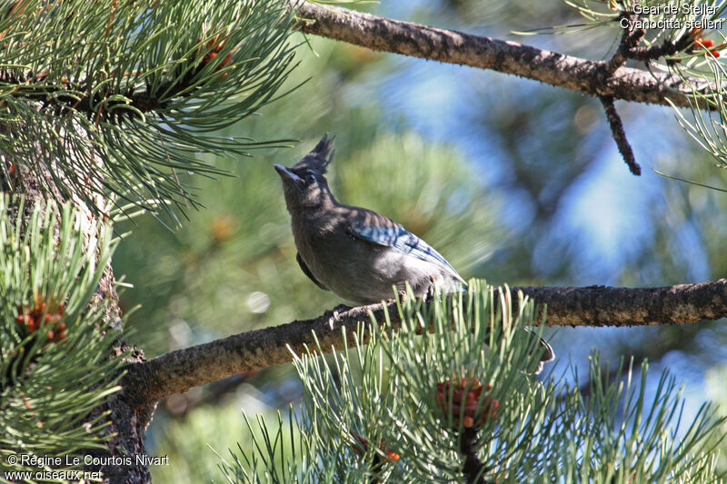 Steller's Jay