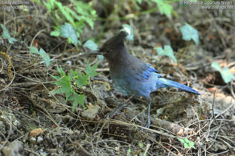 Steller's Jay