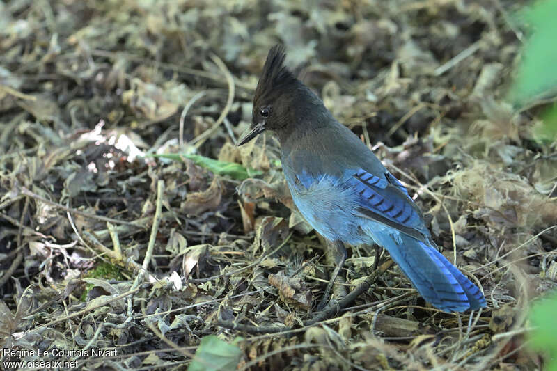 Geai de Stelleradulte, pêche/chasse