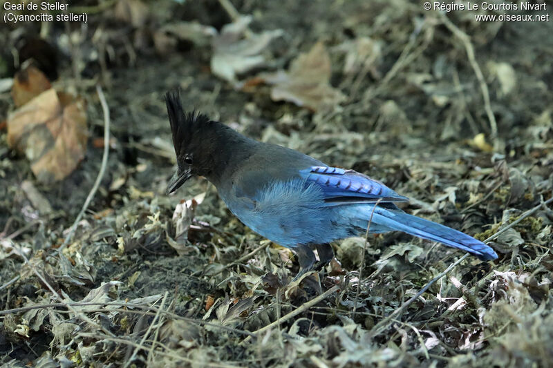 Steller's Jay