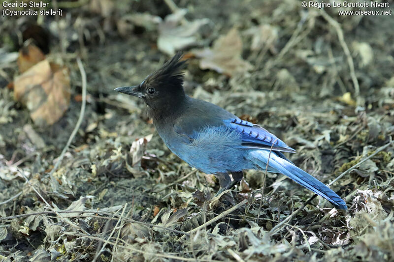 Steller's Jay