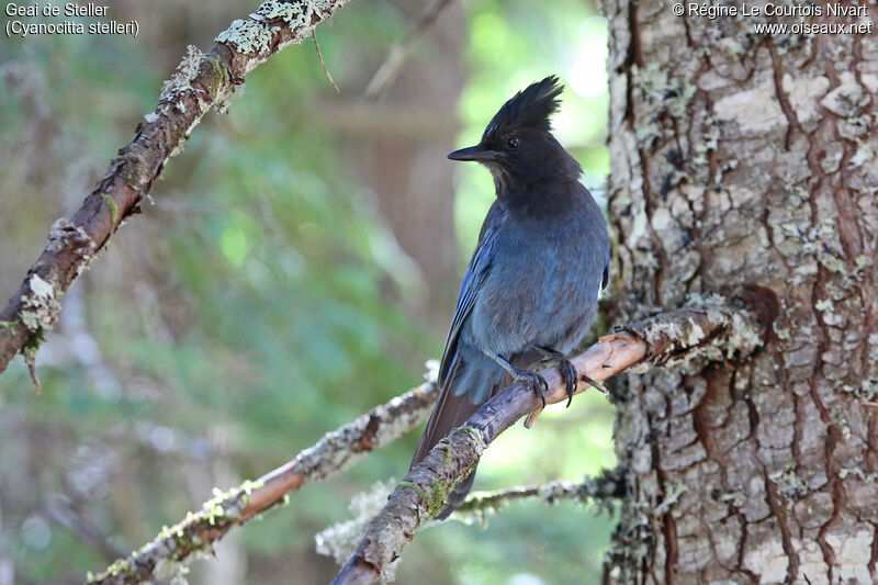 Steller's Jay