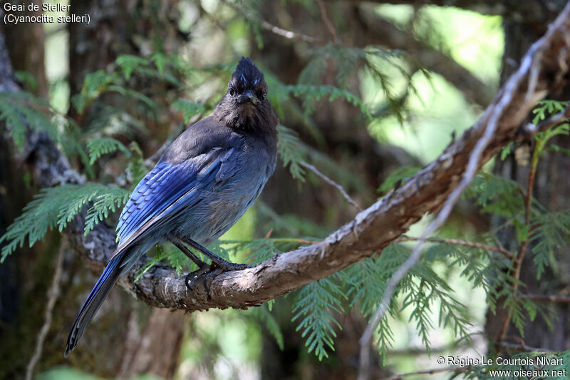 Steller's Jay