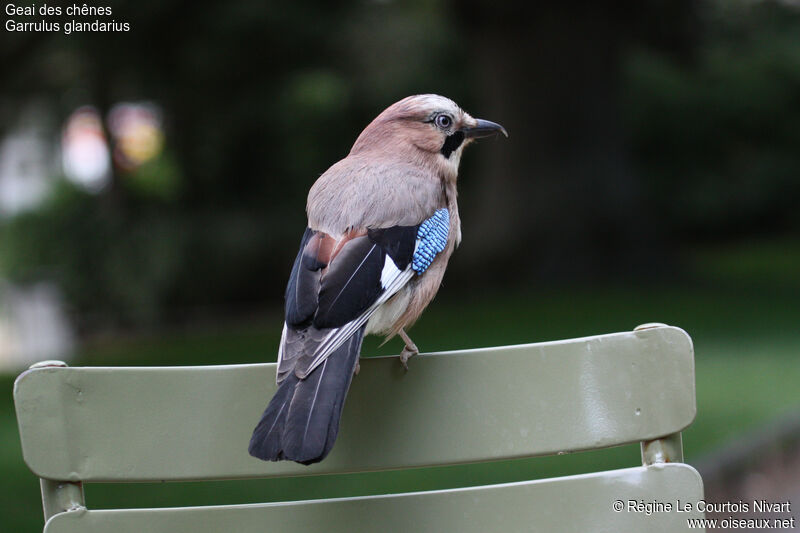 Eurasian Jay, Behaviour