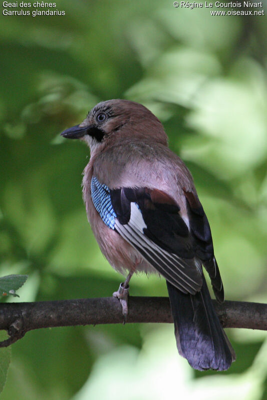 Eurasian Jay