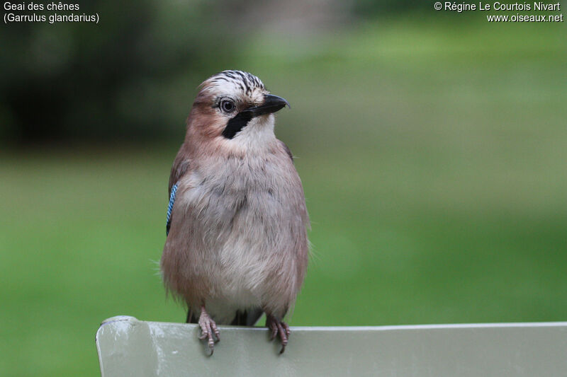 Eurasian Jay